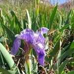 Iris lutescens Квітка