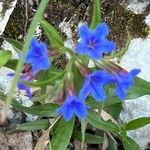 Aegonychon purpurocaeruleum Floare