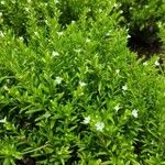 Cuphea hyssopifolia عادت داشتن