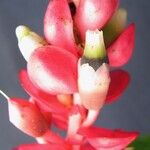Cavendishia complectens Flower