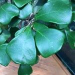 Ficus deltoidea Fuelha