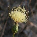 Rhaponticoides alpina Fruit