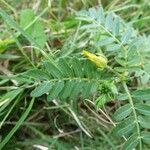 Tribulus cistoides Blatt