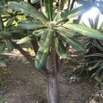 Pachypodium lamerei 整株植物