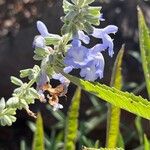 Salvia azurea Lorea