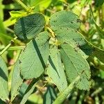 Senna obtusifolia List