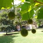 Platanus orientalis Плід