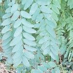 Robinia viscosa Blatt