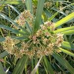 Cyperus alternifolius Flower