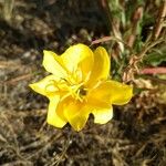 Oenothera stricta Blüte