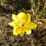 Oenothera stricta 花