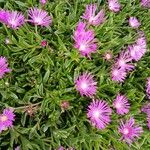 Delosperma sutherlandii Habitatea