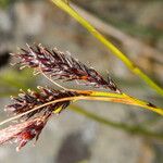 Carex frigida 花