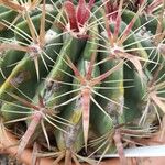 Ferocactus latispinus Лист