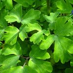 Aquilegia vulgaris Leaf