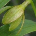 Dendrobium steatoglossum Frukto