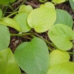 Epipremnum aureum Leaf