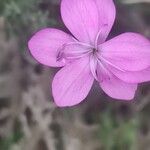 Dianthus pungens Blüte