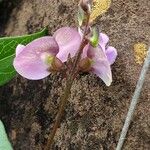Wajira grahamiana Flower