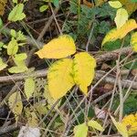 Toxicodendron radicans Листок