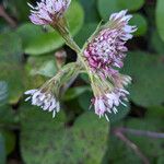 Petasites pyrenaicus ফুল