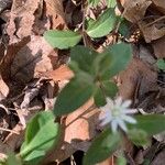 Stellaria pubera Leaf