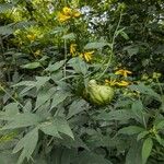 Rudbeckia laciniataЛист