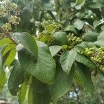 Callicarpa acuminata List