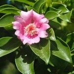 Leuenbergeria quisqueyana Flower