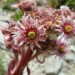 Sempervivum tectorumKwiat