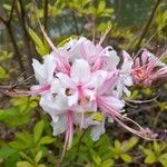 Rhododendron periclymenoides Blomma