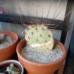 Opuntia macrocentra Kôra