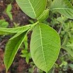 Holarrhena pubescens Blad