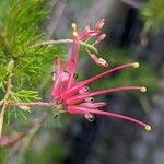 Grevillea thelemanniana Blomst