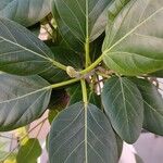 Ficus benghalensis Leaf