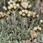 Antennaria pulchella Συνήθη χαρακτηριστικά