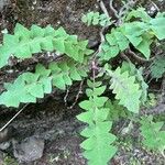 Sonchus gummifer Leaf