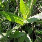 Cirsium monspessulanum पत्ता