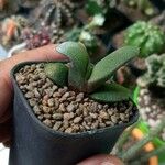Gasteria glomerata Hoja
