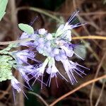 Caryopteris x clandonensis Other