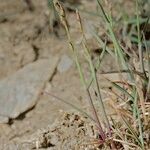 Poa glauca Habitatea