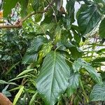 Morinda citrifolia Blatt