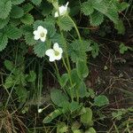 Parnassia nubicola عادت