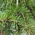 Pseudotsuga menziesii Levél