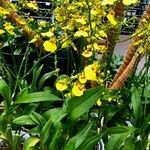 Oncidium altissimum Elinympäristö