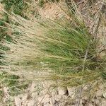 Aristida adscensionis Συνήθη χαρακτηριστικά