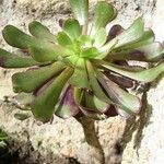 Aeonium arboreum ശീലം