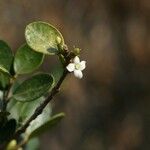 Fernelia buxifolia Blomma