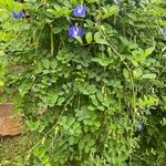 Clitoria ternateaFuelha