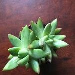 Sedum pachyphyllum List